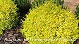 Southern Living 5 Gal. Sunshine Privet Ligustrum Shrub 15648