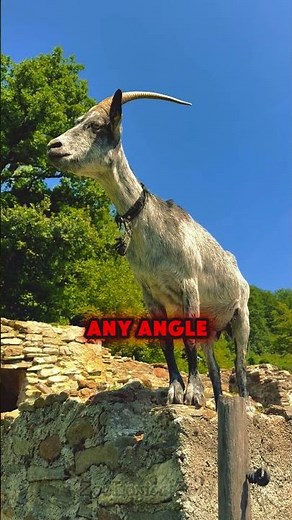 Goats’ Crazy 360° Vision Will Blow Your Mind!