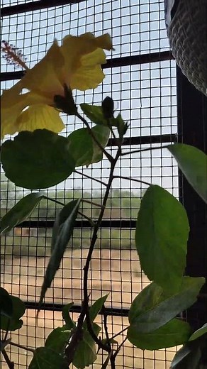 Yellow Hibiscus in Pot 😍🌼 | Garden Beauty at Home
