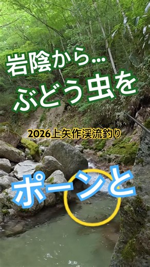 【渓流釣り】岩陰から…ぶどう虫をポーンと🎣💕#shorts #上矢作 #fishing #渓流釣り #イワナ #アマゴ