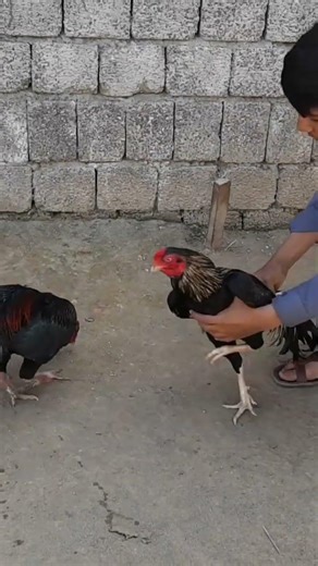JaVa Aseel rooster #aseelmurga #roosterfarm #aseelmurga #birds #swataseels