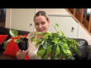 POTHOS GROWING GUIDE: LIGHTING,WATERING, FERTILIZATION, REPOTTING, PROPAGATION & MORE!🪴