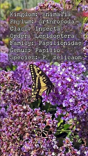 This Butterfly Lives Just Days 🦋 | Anise Swallowtail Life Cycle