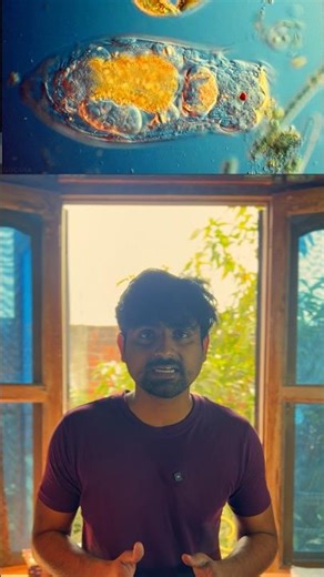 Origin of complex life