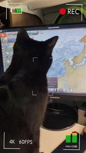 他好像知道自己很可爱 v3信息量爆炸 momo直接开摆#电脑上长猫了 #维多利亚3 #黑猫 #猫