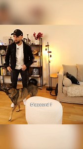 Son Malinois harcèle les invités 🫣 ➡️ Vidéo en entier dispo sur youtube.com/@EspritDog ! | Esprit Dog - Tony Silvestre