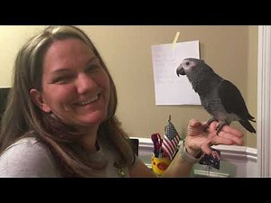 #35 TEACHING YOUR PARROT TO TALK