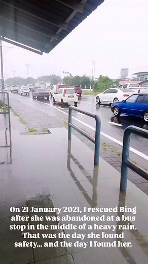 2K views · 89 reactions | The Story of Bing — Our Rescue Cat Bing’s...