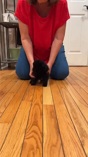 Baby MJ 💙 Such a little bear 🐻 #bearcubs #pomeranian #pomeranianpuppy #bear #cub | Pouty Pomeranian's