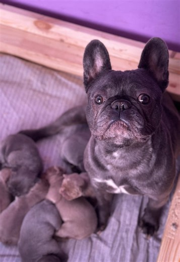 Цікаво чи щось розуміє?