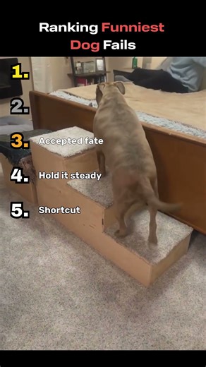 Life's ruff, enjoy the bloopers. #funny #pets #dogs #cute #dogshorts #puppy #fail #happy