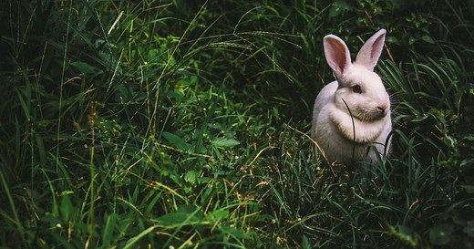 Bunny Breed Guide: New Zealand White Rabbit