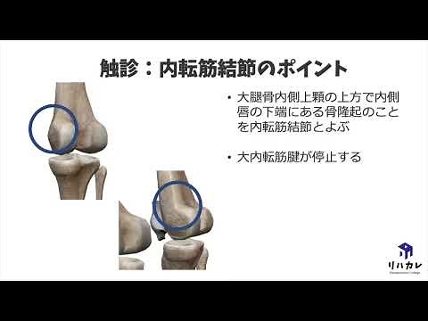 内転筋結節の触診のコツ［骨の触診］