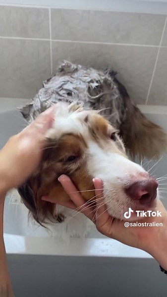 Séchage après la douche avec Saïo le Berger Australien