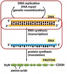 [분자생물학] DNA의 Transcription (전사) - mRNA로 유전정보 전달, RNA polymerase (RNA 중합효소), 진핵생물과 원핵생물 전사 차이점