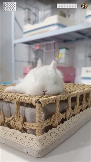 Too Cute to Handle! 🐇 Adorable Rabbit Moments That Will Melt Your Heart”