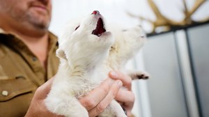 See the first new dire wolf cubs born in over 12,000 years