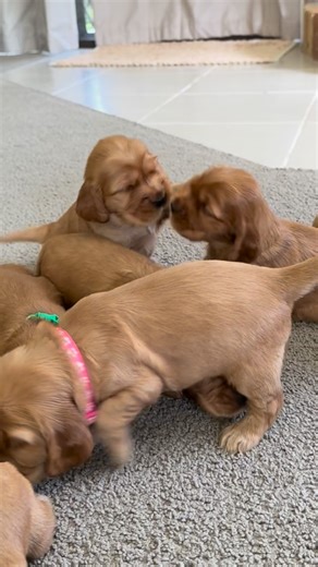 These little clumsy pups are sure to get you smilin’ and laughin’!!💛✨🐾 #cocker #puppies #christmas #cockerspanielcuties #cuteness 📸: @eve_cinzio | Logan Golden Cocker Spaniels, QLD
