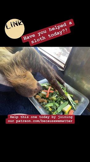 3.5K views · 135 reactions | Help a sloth today along with 100 other exotic animals today by joining is on Patreon! Patreon.com/becausewematter Because of you we can make a difference! Because We Matter Exotic Animal Rescue! #communitysupport #sloths #animalsneedyou | Because We Matter | Facebook