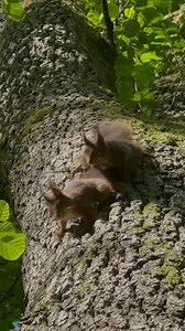 43K views · 2.7K reactions | Amidst nature's playground, two playful souls engage in a delightful game of squirrelly catch, their nimble paws and joyful leaps painting a picture of pure innocence and endless mirth. Watch for the cute kiss at the end. | Squirrels by Fotoscenen | Facebook