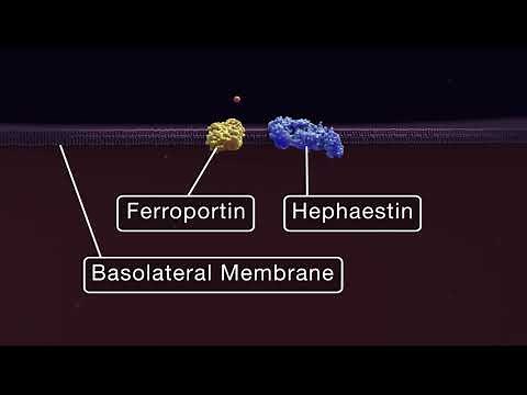 Intestinal Iron Absorption