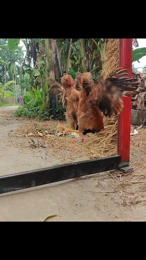 19K views · 318 reactions | Hen Vs Mirror Funny Video Hilarious Reaction | All Time Best Fun Tv | Facebook