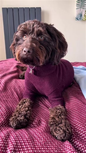 Take it. Take it all. #cockapoo #dogsoftiktok #dogtok #headtilt