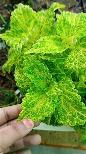 #chinni gundelo song#green light colour plants#terrace#garden #flowers#shorts#trending#youtube#viral