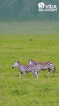 Crocodile emerges out of nowhere and desperately grabs a zebra! - WILDLIFE