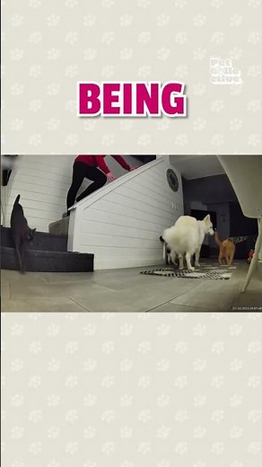 Dog Breaks Up Cat Fight