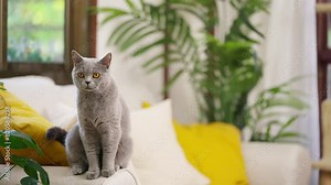 4K Cute female blue gray color British Shorthair breed cat enjoy and fun playing on sofa in living room. Adorable domestic indoor feline pet cat relaxing with human owner family at home.