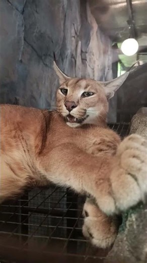 🐱karakal dan serval🐈 #trending #viral #shorts