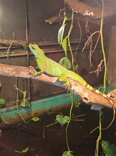 Understanding Chinese Water Dragons