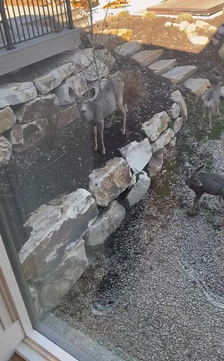 Six deer came to visit us! 🦌 | Susan Graver
