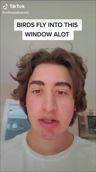 Bird Crashing into Window Compilation