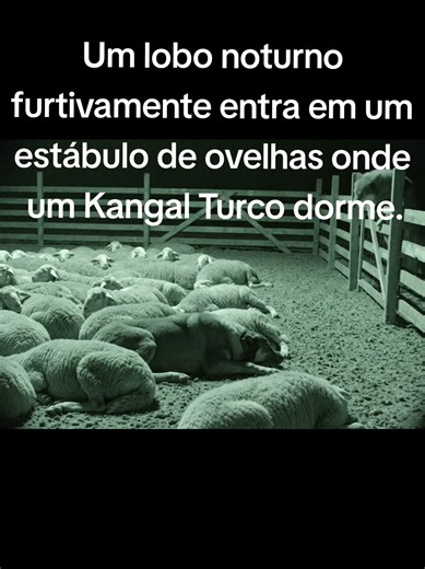 Um lobo noturno furtivamente entra em um estábulo de ovelhas, onde um Kangal Turco dorme.#wolf #kangal #wolves #nightvision #fyp
