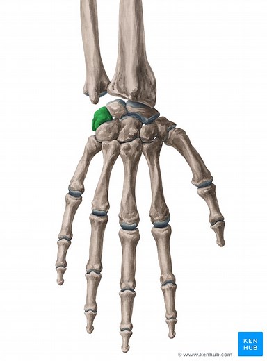 Os triquetrum (Dreieckbein)