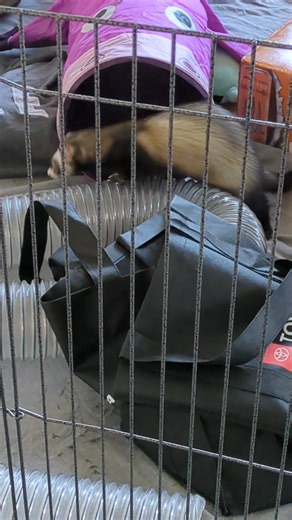 Miss Linda Curnell came by to play with the ferrets. They like her. | Washington Ferret Rescue and Shelter