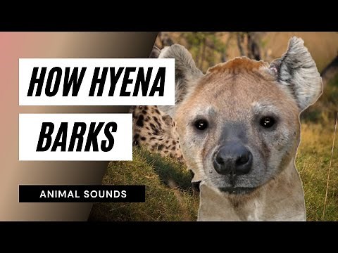 The Animal Sounds: Hyena Barks / Sound Effect/ Animation