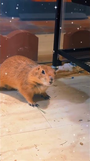 Have you ever seen anything cuter than adorable prairie dogs playing together? 🐿️💛