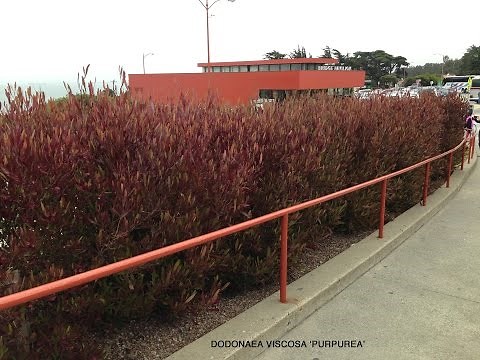 Dodonaea viscosa 'Purpurea' - Purple Hop Bush ( Purple Hopseed Bush)