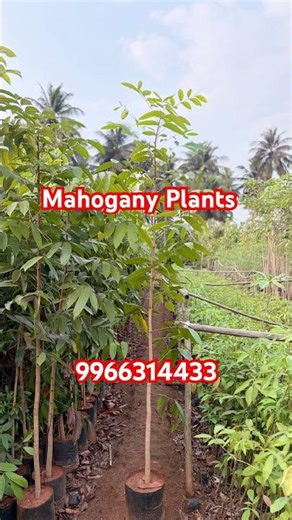 Mahogany Plants-Swietenia macrophylla