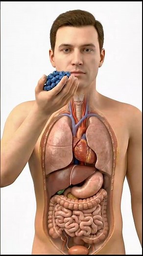 What Happens If You Eat Blueberries? 🍇 | 3d Animation #health #healtheducation