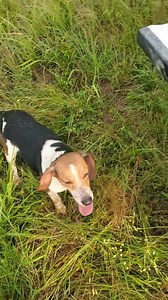 2.3K views · 171 reactions | A Rabbit Jumping Machine don't need any help on running Mr Rabbit butt. ( Catrons fast running Jumping Becki ). | Catron's Kennel | Facebook