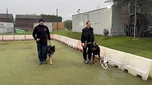 2.3K views · 44 reactions | People really don’t understand how life changing this can be and now there is light at the end of the tunnel for both dog & handler ❤️❤️ | K9 Training Services: Dog Training Centre of Excellence | Facebook