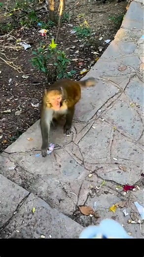 Monkey Scared on Fake crackers blasting 🤯 #monkeys #funnymonkey #Monkeyvideos #monkey #humor | Crazy Monkeys Videos