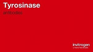 Tyrosinase antibodies from Thermo Fisher Scientific