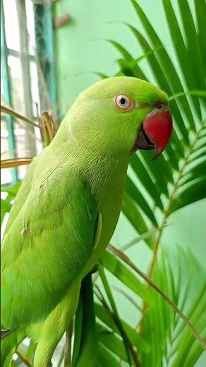 Parrot Chirping Sounds !!!