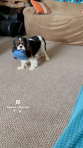 20K views · 976 reactions | Fly patrol: paused. Flip flop heist:...