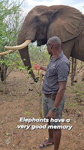 10K reactions · 317 shares | Elephants  have an amazing memory due...